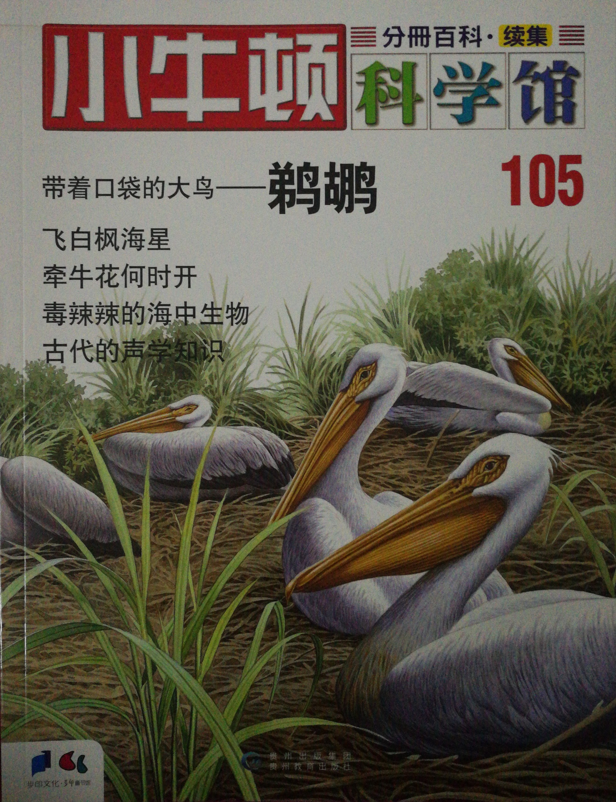 小牛頓科學館105: 鵜鶘