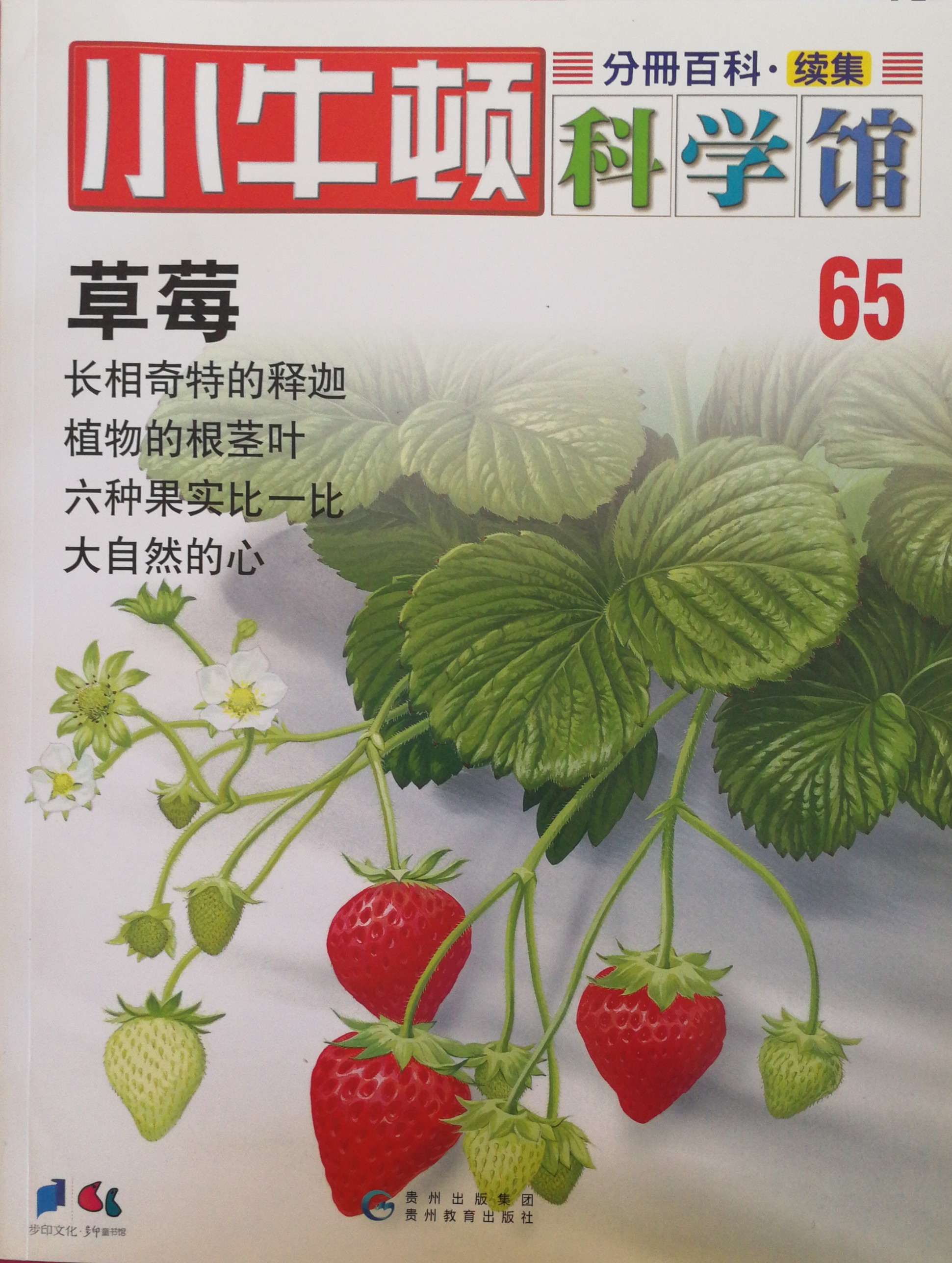 小牛頓科學館65: 草莓