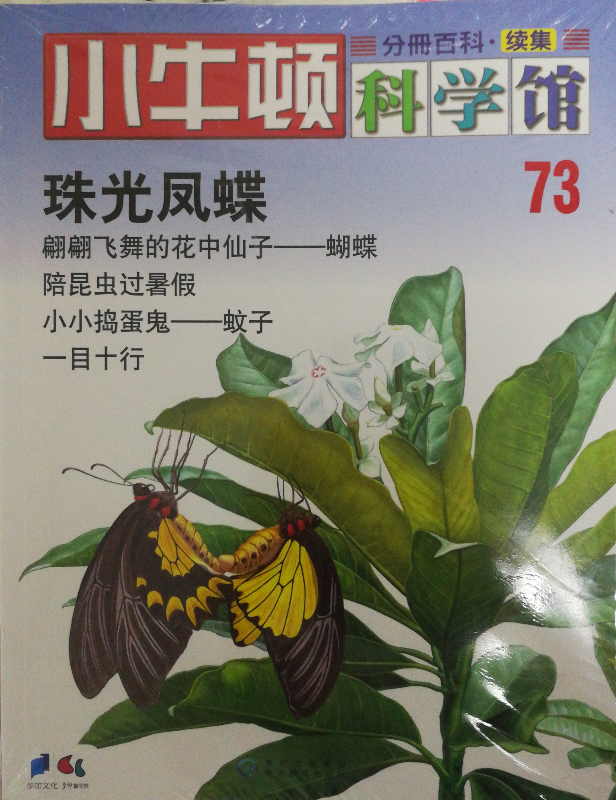 小牛頓科學館73: 珠光鳳蝶