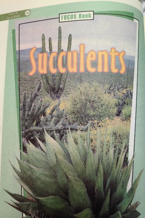 Succulents