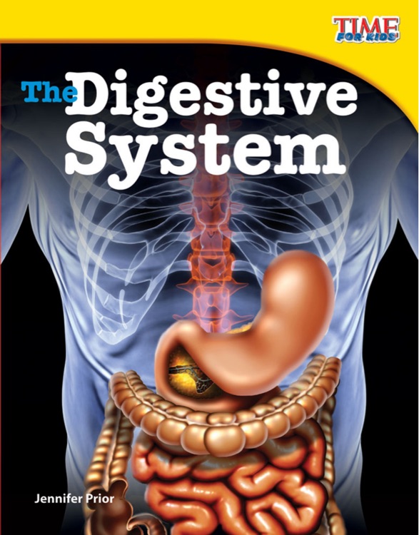 The digestive system