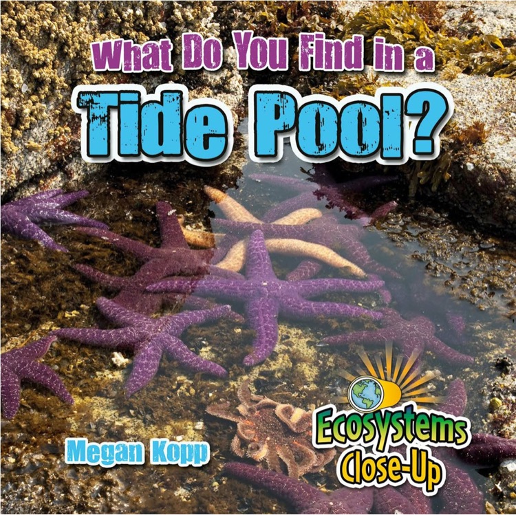 What do you find in a tide pool