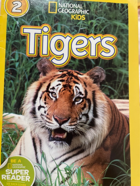 tiger