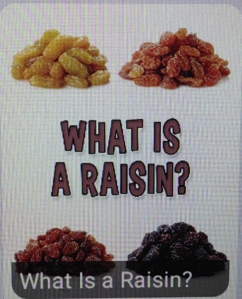 what is a raisin?