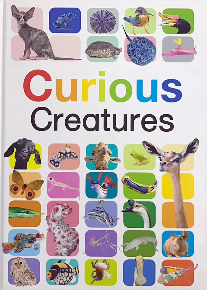 Curious Creatures