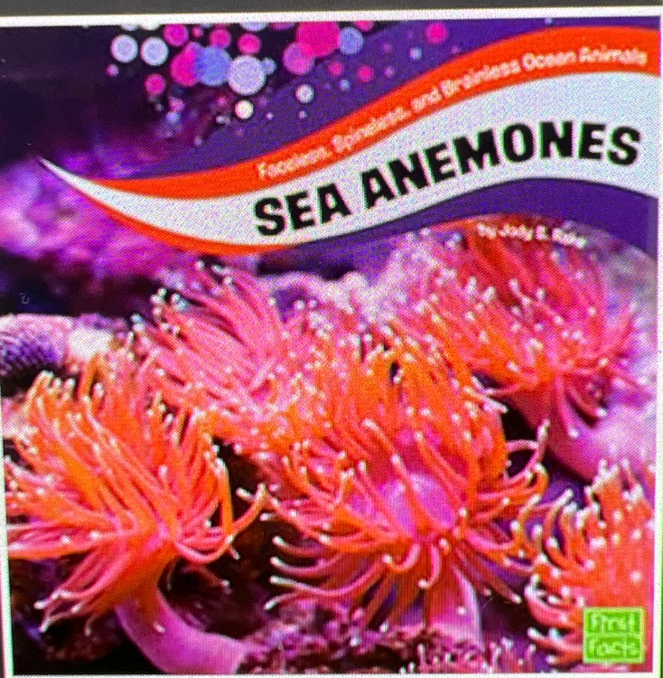 Sea anemones