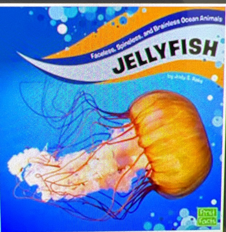 Jellyfish