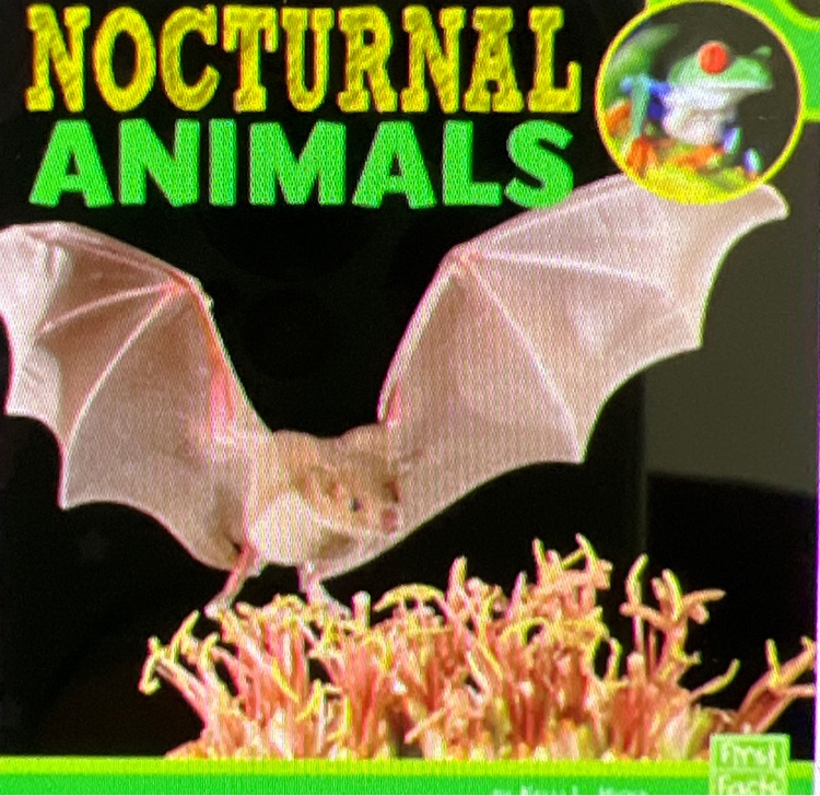 Nocturnal animals