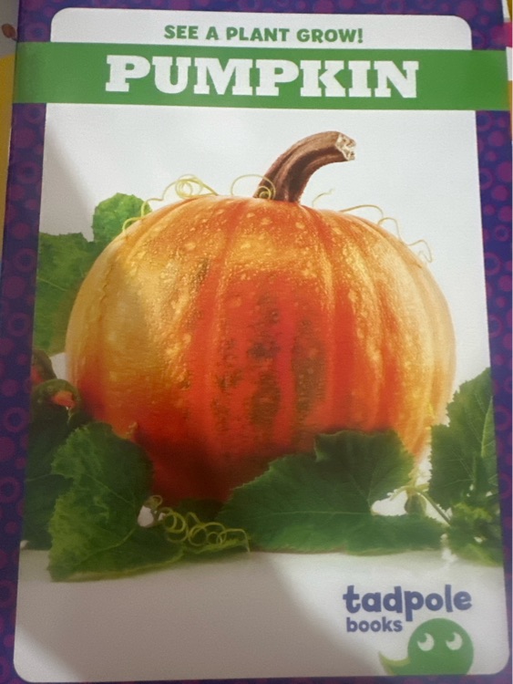 Pumpkin
