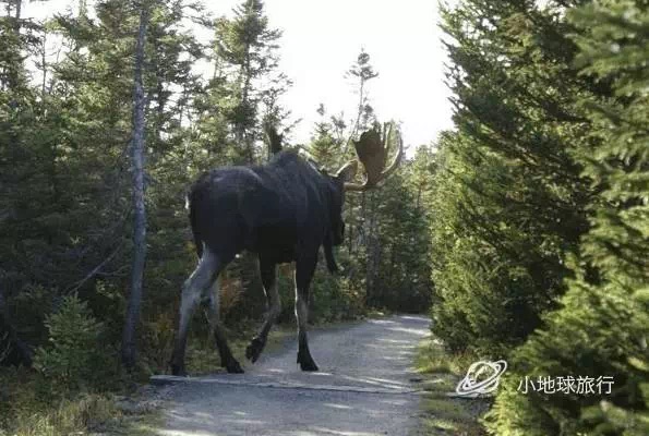 《動物絕對不能穿