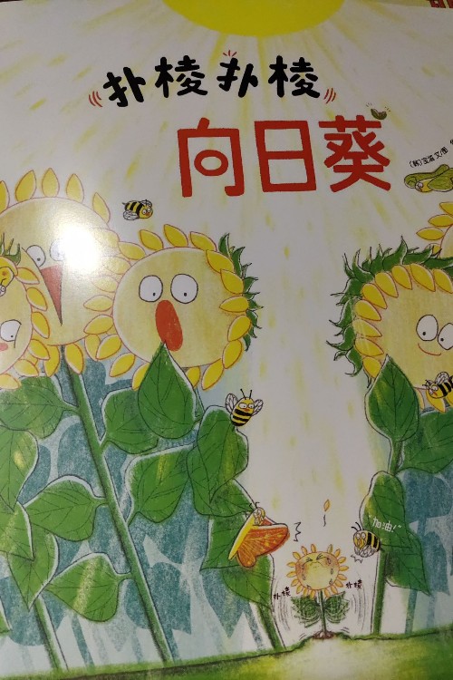 撲棱撲棱向日葵