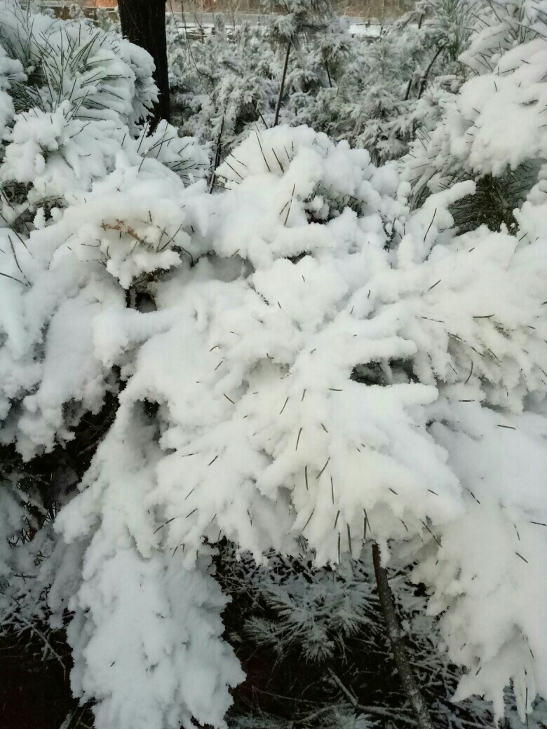 下雪的春天