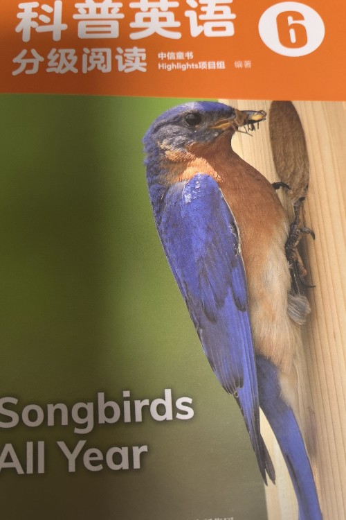 songbirds all year