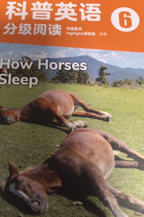 how horses sleep