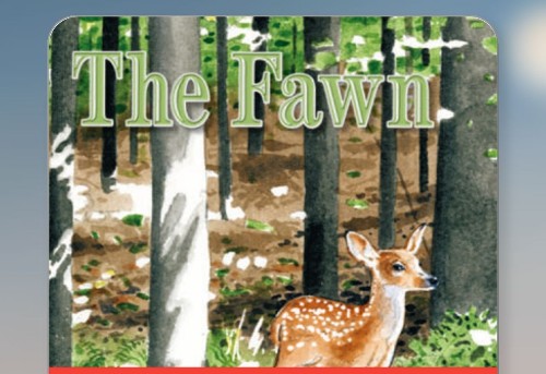 the fawn