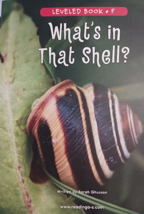 What's in that shell?