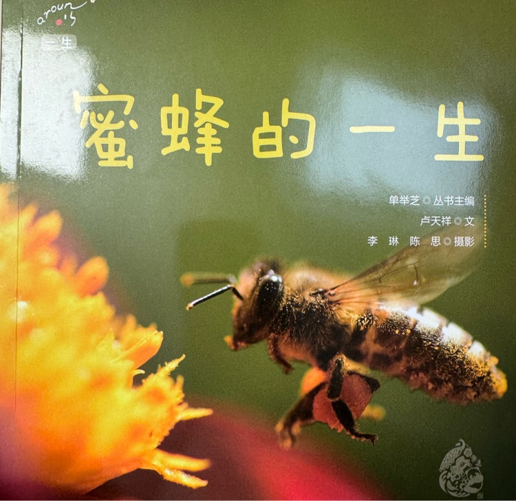 蜜蜂的一生