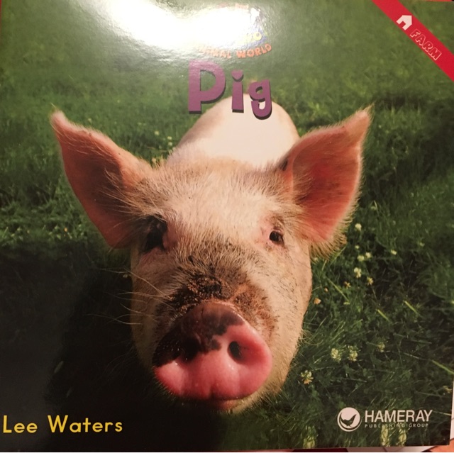 pig