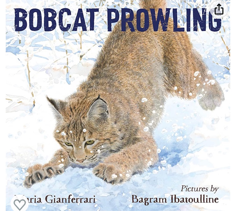 bobcat prowling