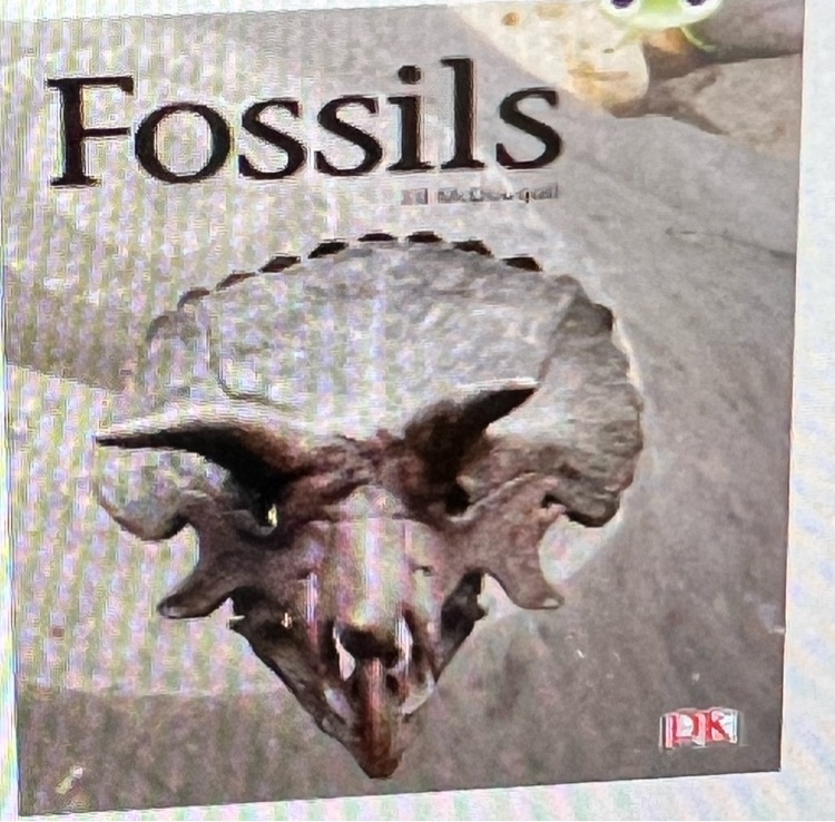 fossils