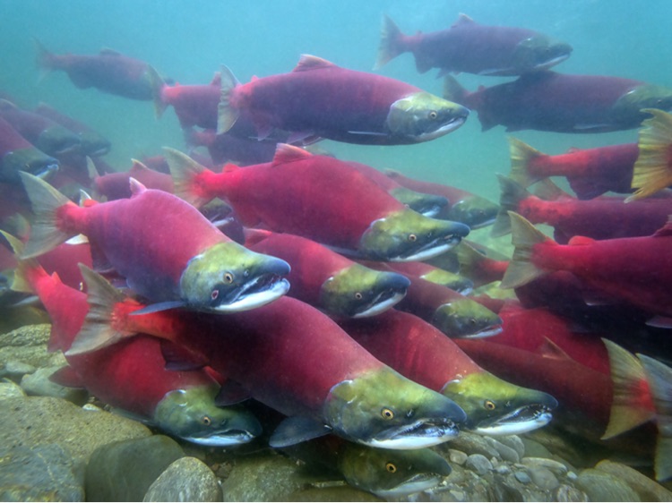 Amazing animal adaptation