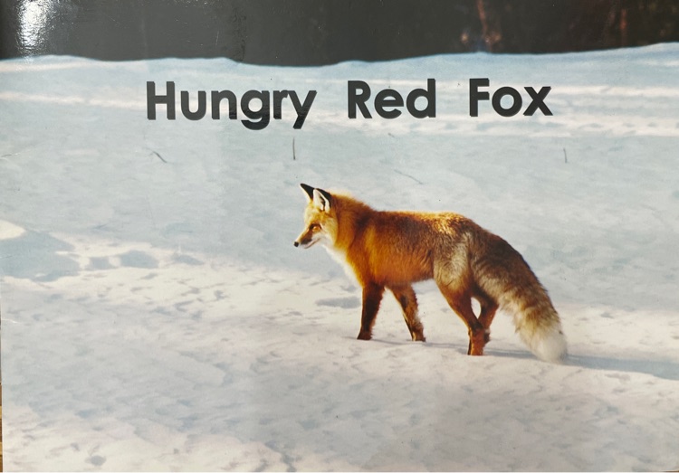 Hungry red fox