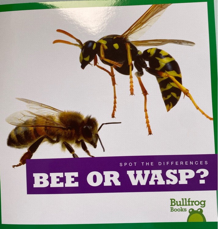 Bee or wasp