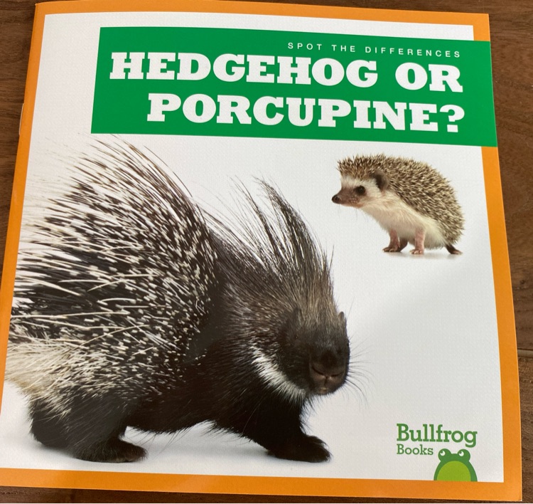 Hedgehog or procupine