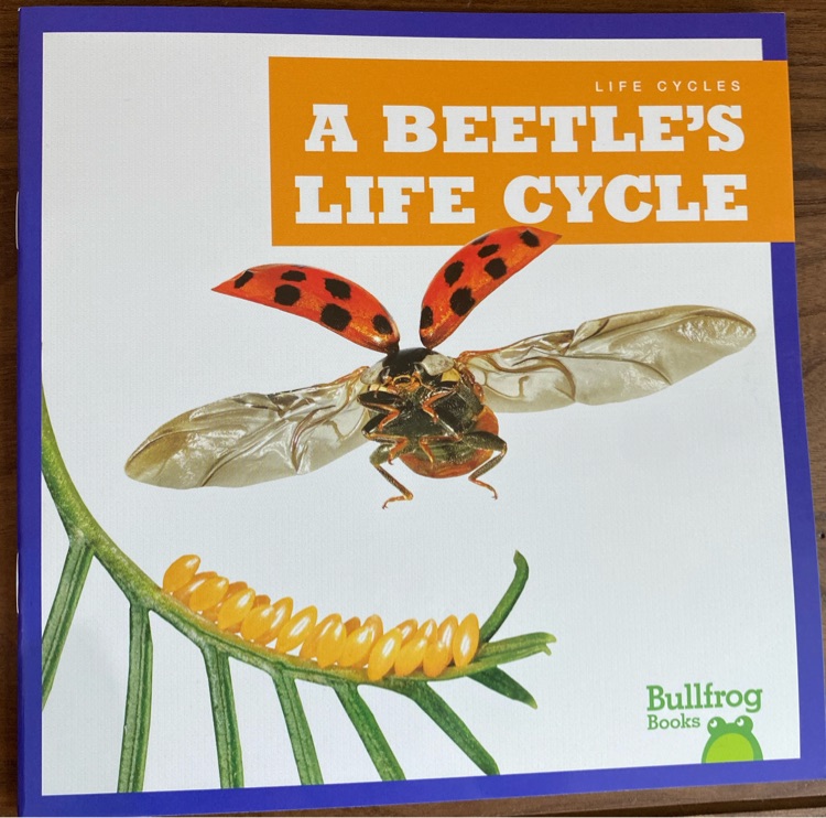 A beetle's life cycle