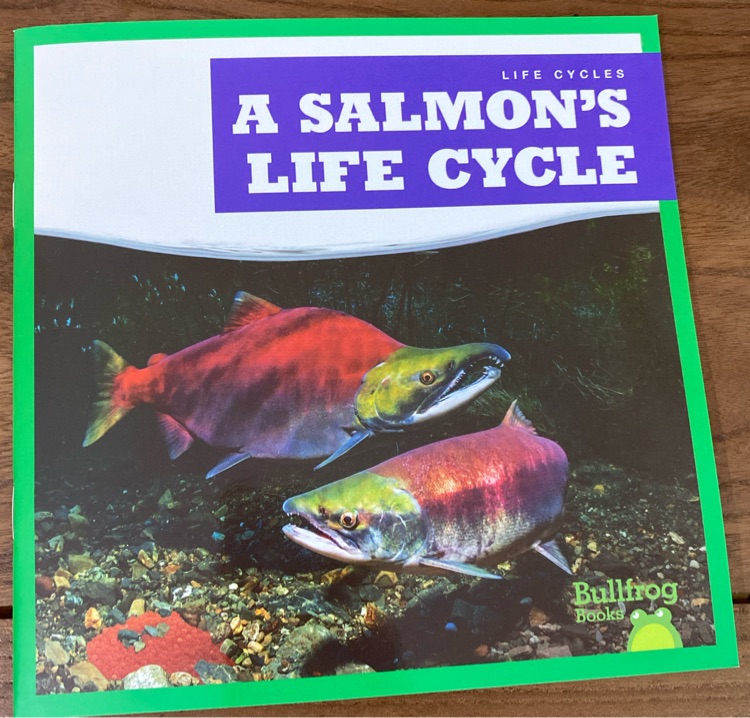 A salmon's life cycle