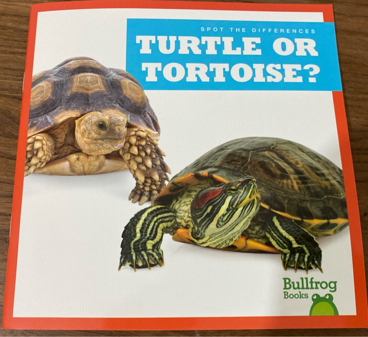 Turtle or tortoise