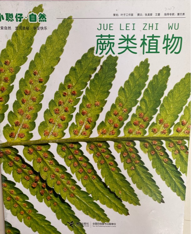 小聰仔 蕨類植物