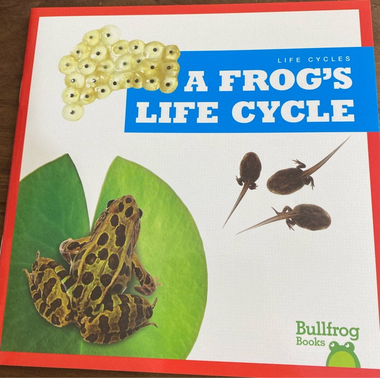 A frog's life cycle