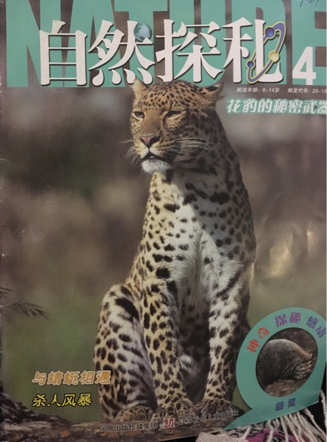 自然探秘 花豹的秘密武器