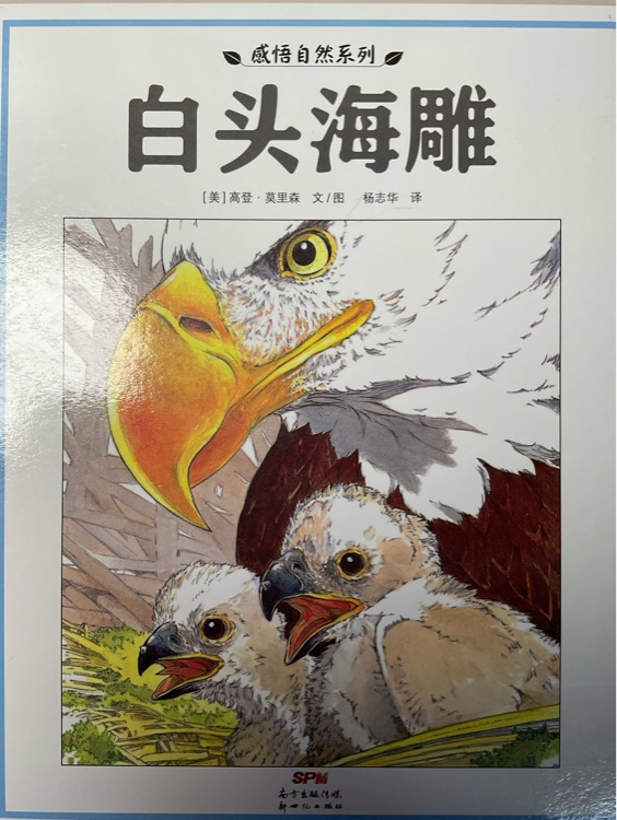 白頭海雕