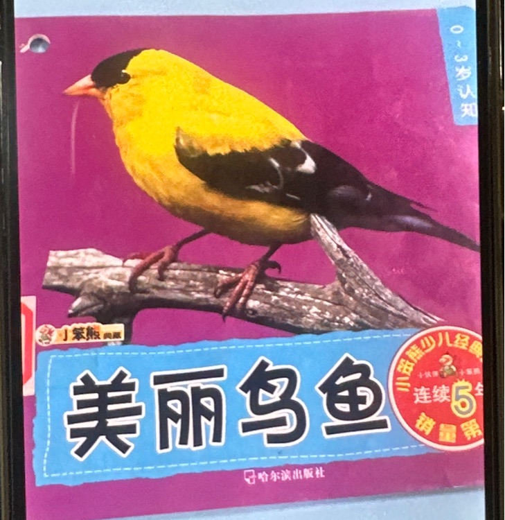 小笨熊典藏 美麗鳥魚