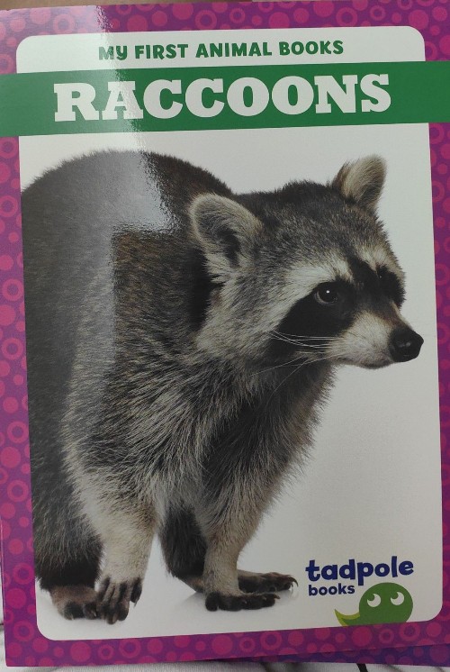 raccoons