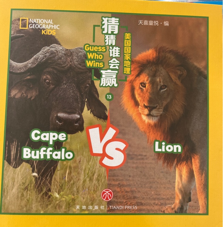 Guess who wins cape buffalo vs lion