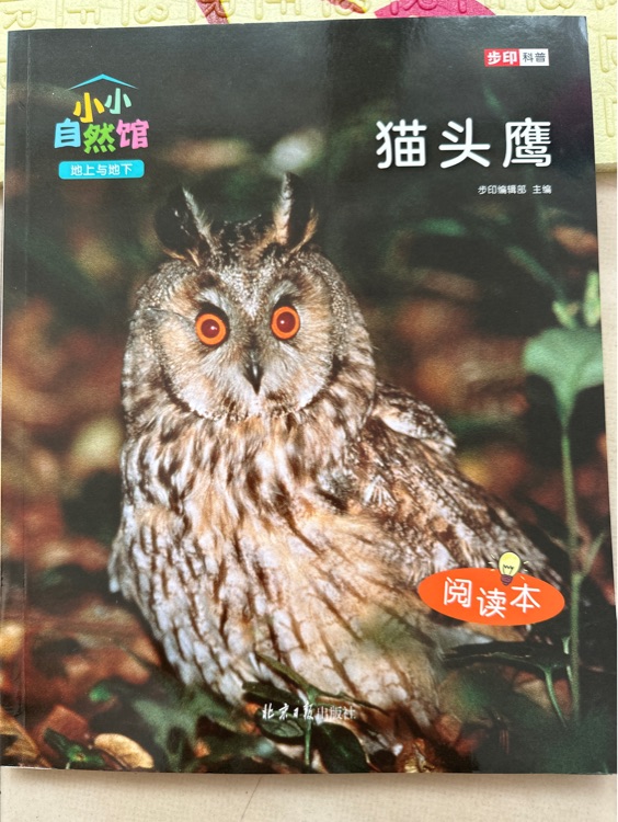 貓頭鷹