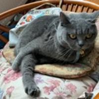 一只葡萄猫