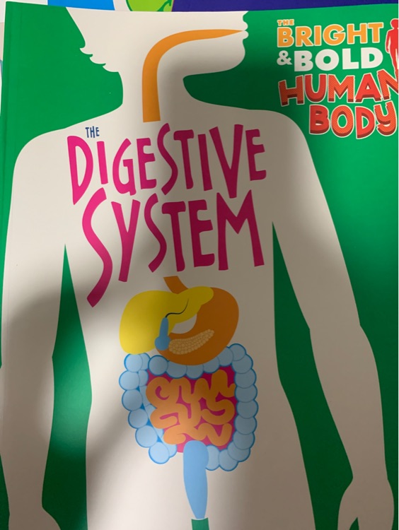 The digestive system