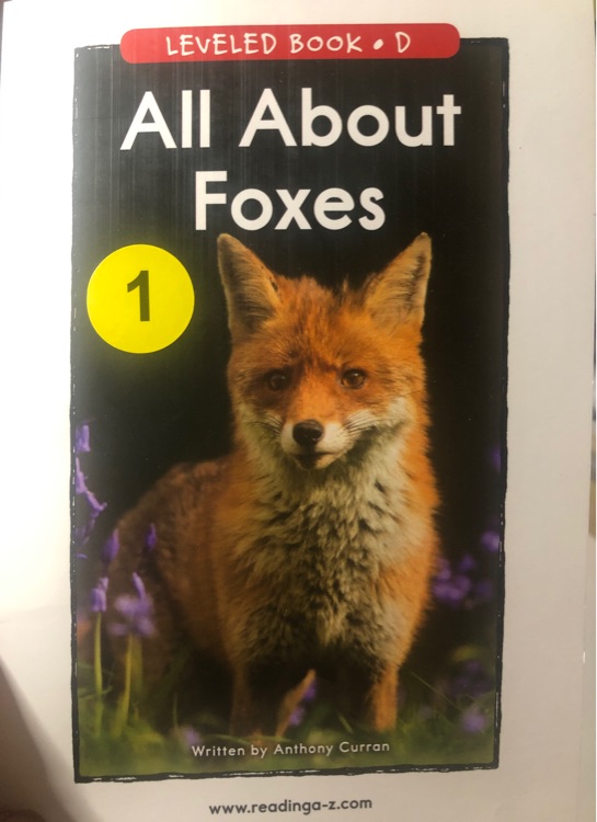 all about foxes