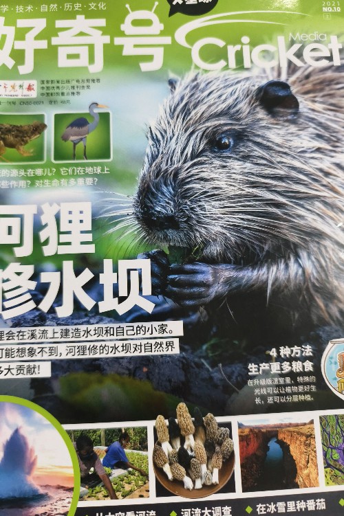 好奇號河貍修水壩