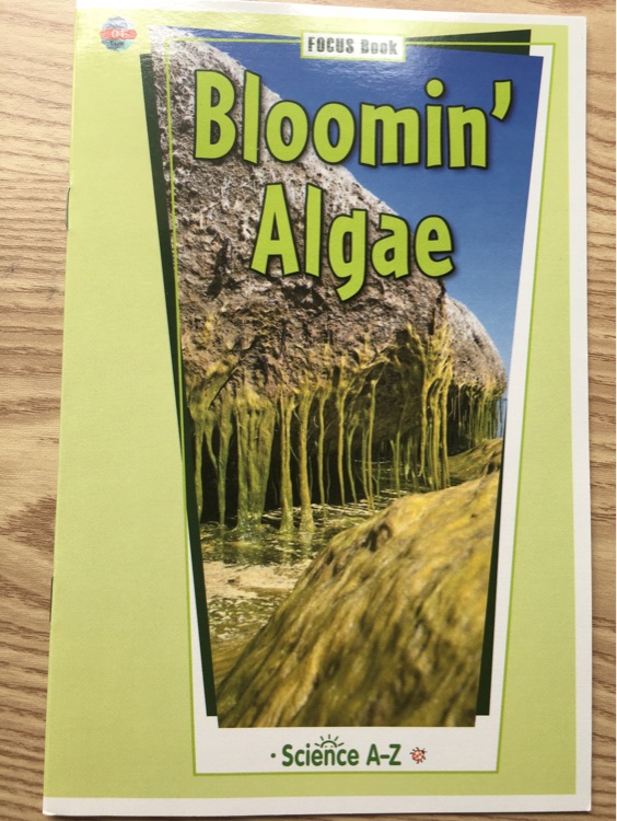 Bloomin' algae (SAZ G3-G4 LOW)