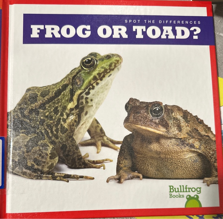 frog or toad