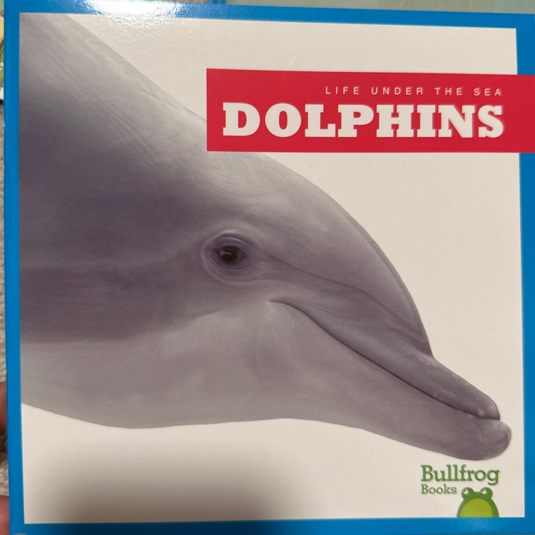 dolphins