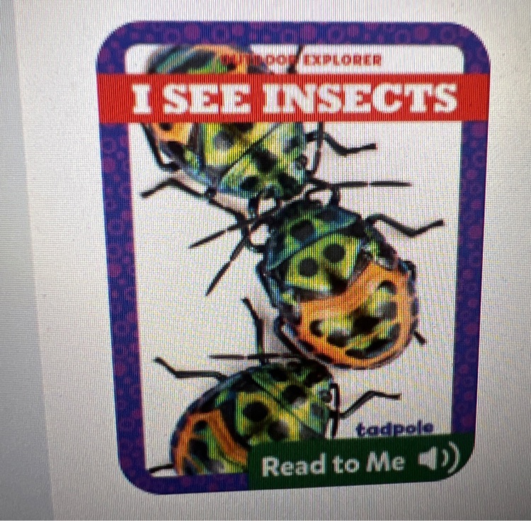 I see insects