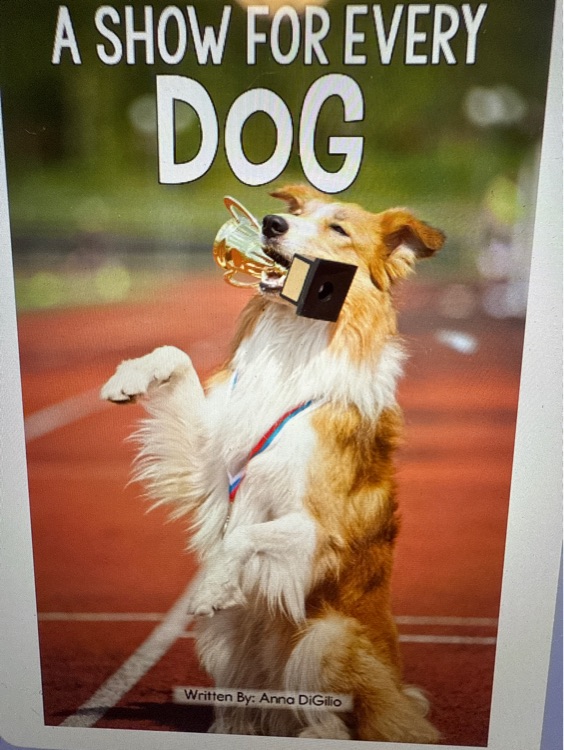 a show for every dog