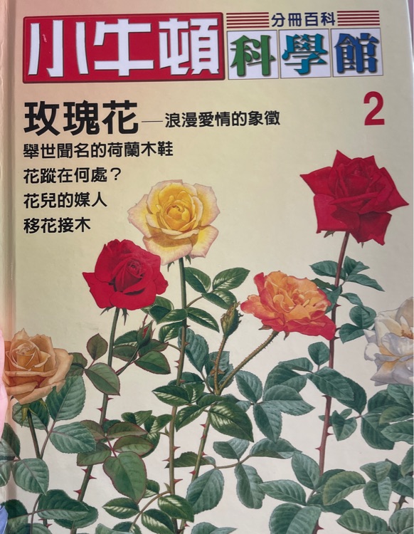 小牛頓 玫瑰花