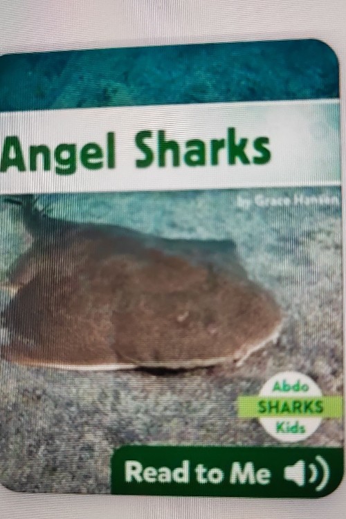 angel sharks